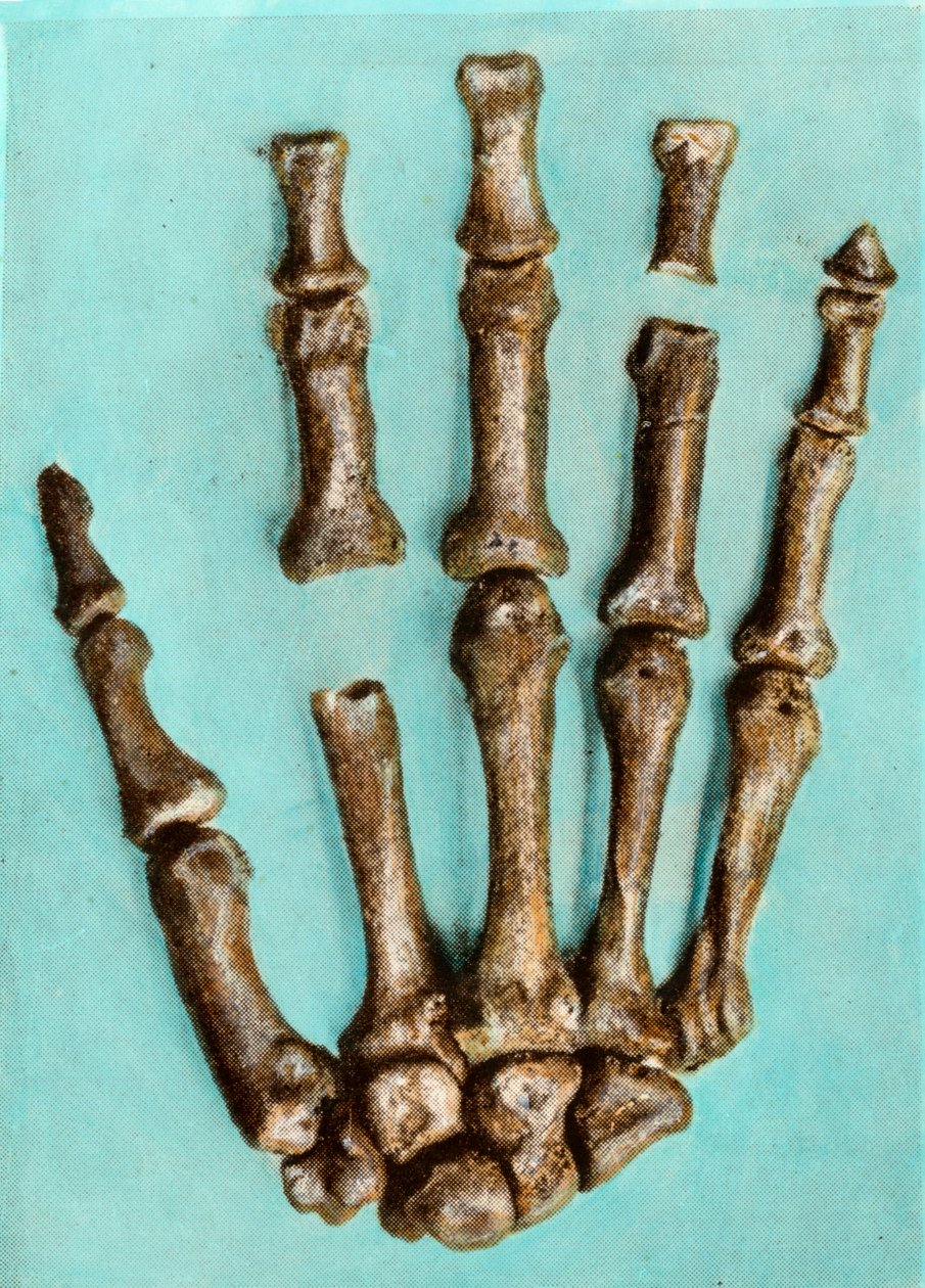 Mano derecha de un esqueleto de mujer del sitio prehistórico de Ferrassie en Dordoña, del período Paleolítico Medio. Grabado. Colección privada de Anonymous Anonymous