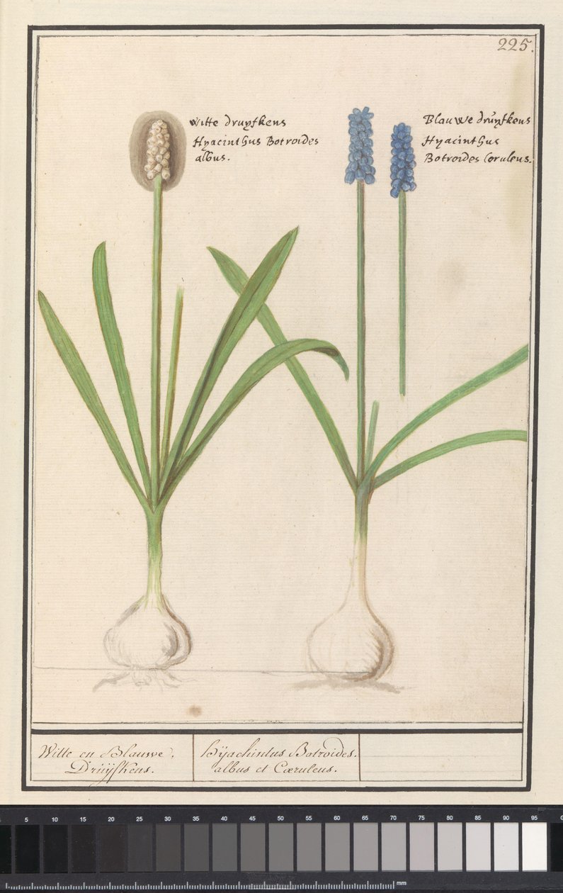 Uvas azules y blancas (Muscari botryoides)
Uvas blancas y azules. / Dhijachintus Botroides. albus et Coeruleus (título en el objeto) de Anselmus Boëtius de Boodt