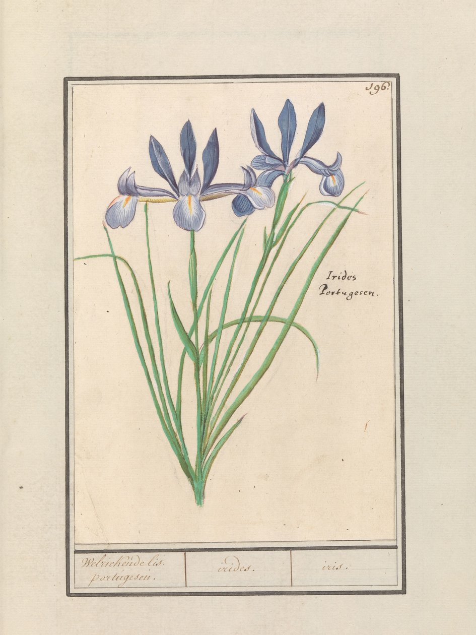 Lirio azul (Iris sibirica)
Fragante lis. portugesen. / irides. / iris. (título en el objeto) de Anselmus Boëtius de Boodt