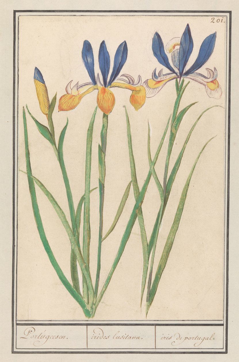 Iris amarillo (Iris sibirica)
Portugués. / irides lusitanae. / iris de portugal. (título en el objeto) de Anselmus Boëtius de Boodt