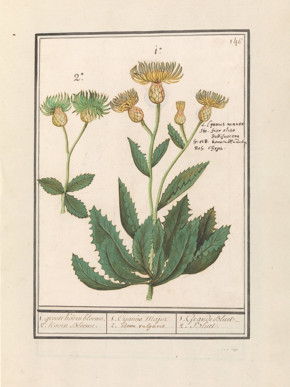 Centauri (Centaurea).
1. gran aciano. 2. Flujo de cuernos. / 1. Cijanus Major / 2. idem vulgaris. / 1. grande bluet. / 2. Bluet. (título en el objeto) de Anselmus Boëtius de Boodt