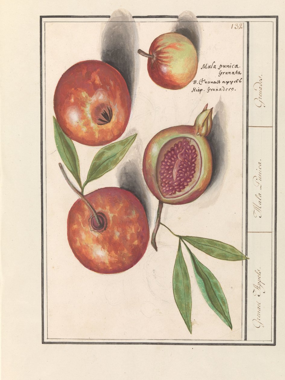 Granada (Punica granatum)
Manzanas Grenaert. / Mala Punica. / Granadas. (título en el objeto) de Anselmus Boëtius de Boodt