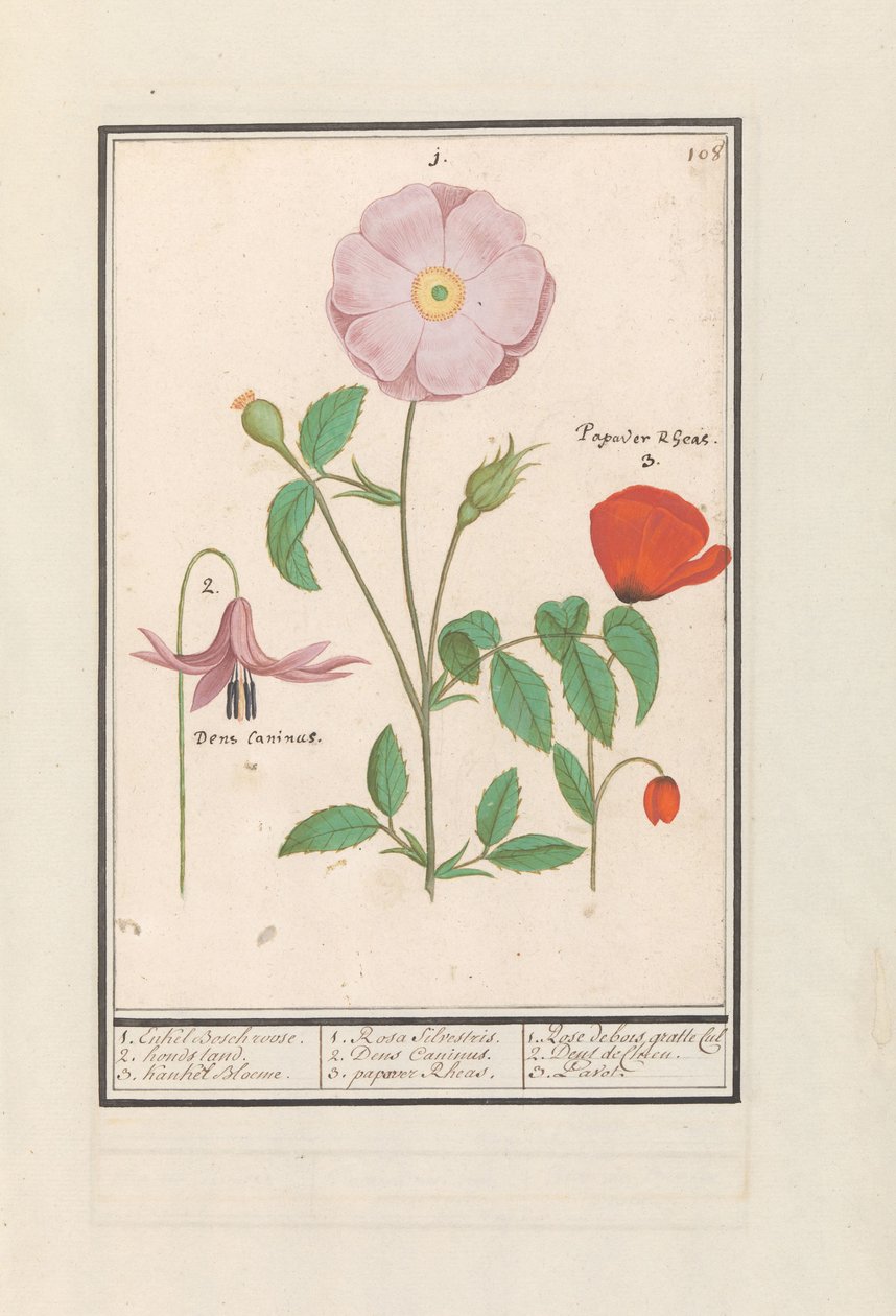 Peral (Erythronium), rosa silvestre (Rosa) y una amapola (Papaver)
1. Sólo la rosa de Bosch. 2. puesto para perros. 3. Kankel Bloeme. / 1. Rosa Silvestris. 2. Dens Canisus 3. Amapola Rheas. / 1. Rose de bois gratte cul 2. Dent de Chien. 3. Pavot. (título  de Anselmus Boëtius de Boodt