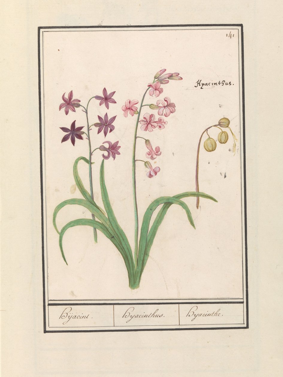 Hijacinto (Hyacinthus orientalis)
Hijacint. / Hijacinthus. / Hyacinthe. (título del objeto) de Anselmus Boëtius de Boodt