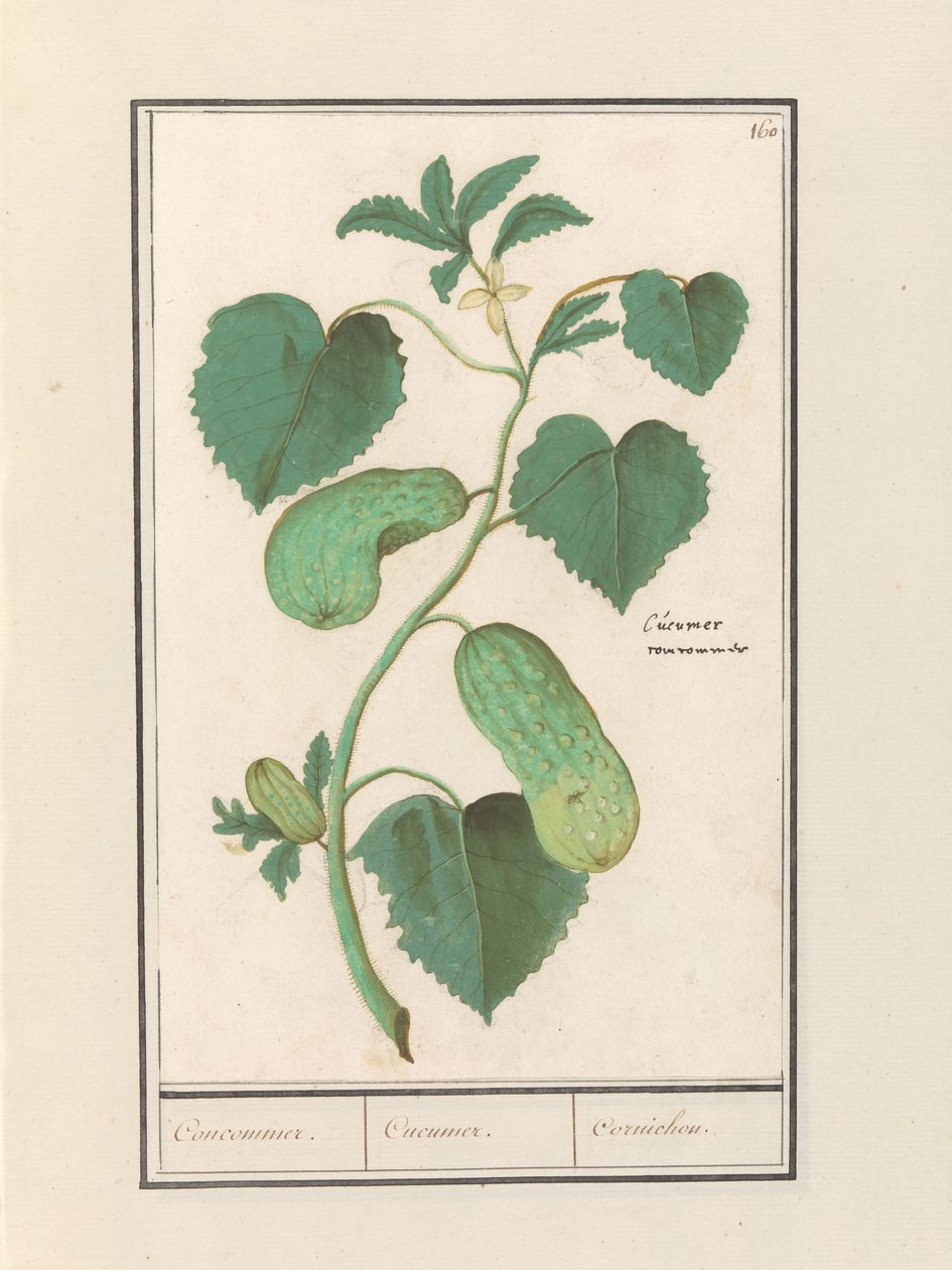 Komkommer (Cucumis sativus)
Concomedor. / Cucumer. / Cornichon. (título del objeto) de Anselmus Boëtius de Boodt