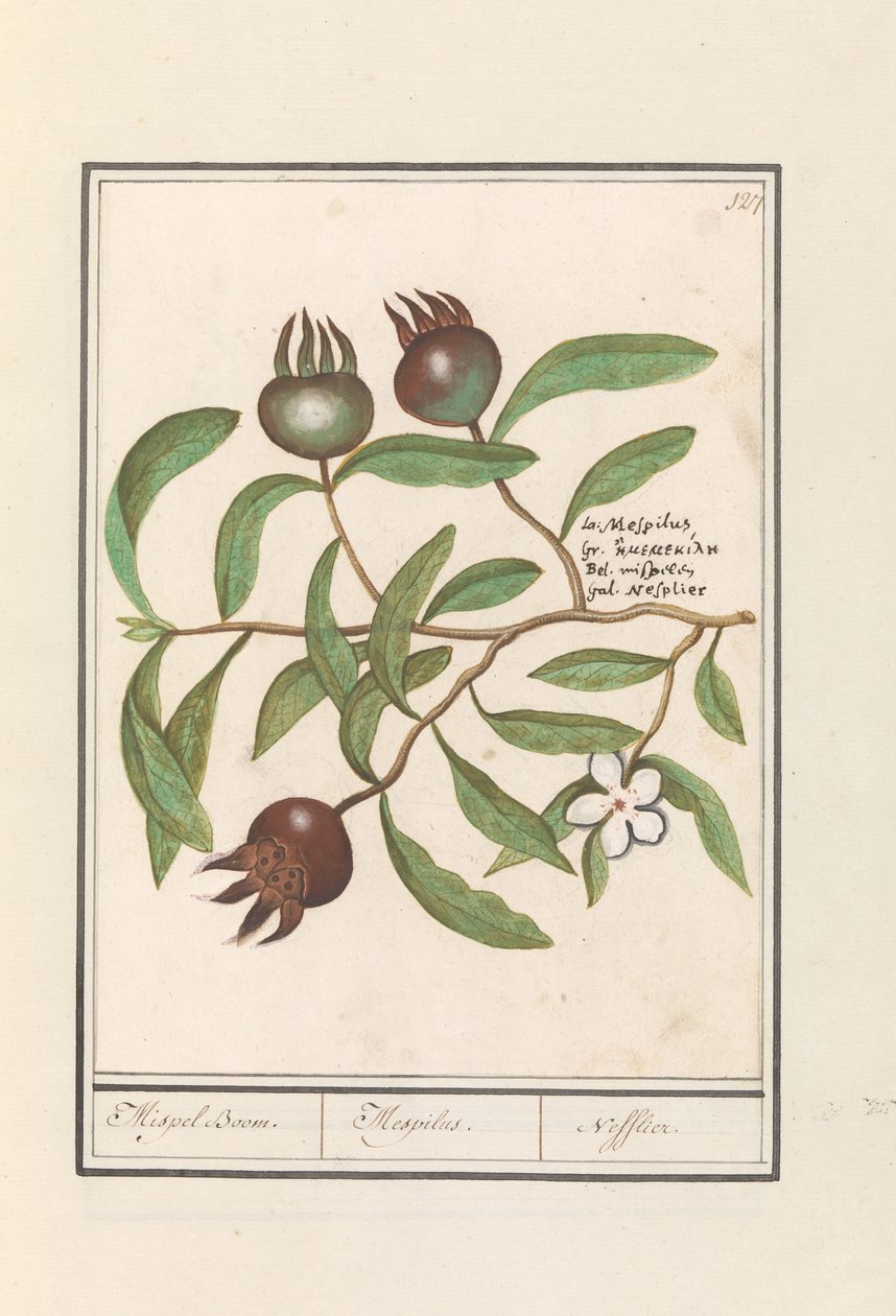 Níspero (Mespilus germanica)
Níspero. / Mespilus. / Nefflier (título en el objeto) de Anselmus Boëtius de Boodt