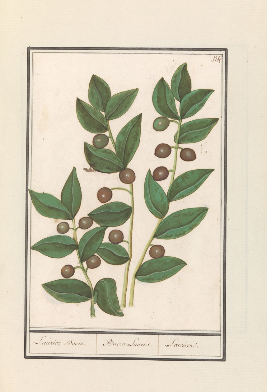 Oliva (Olea europaea)
Árbol de laurel. / Bacca Laurus. / Laurel (título en el objeto) de Anselmus Boëtius de Boodt