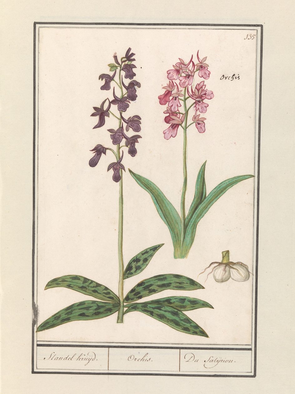 Orquídea (Orchidaceae)
Standel Kruijd. / Orchis. / Du Satijrion. (título en el objeto) de Anselmus Boëtius de Boodt