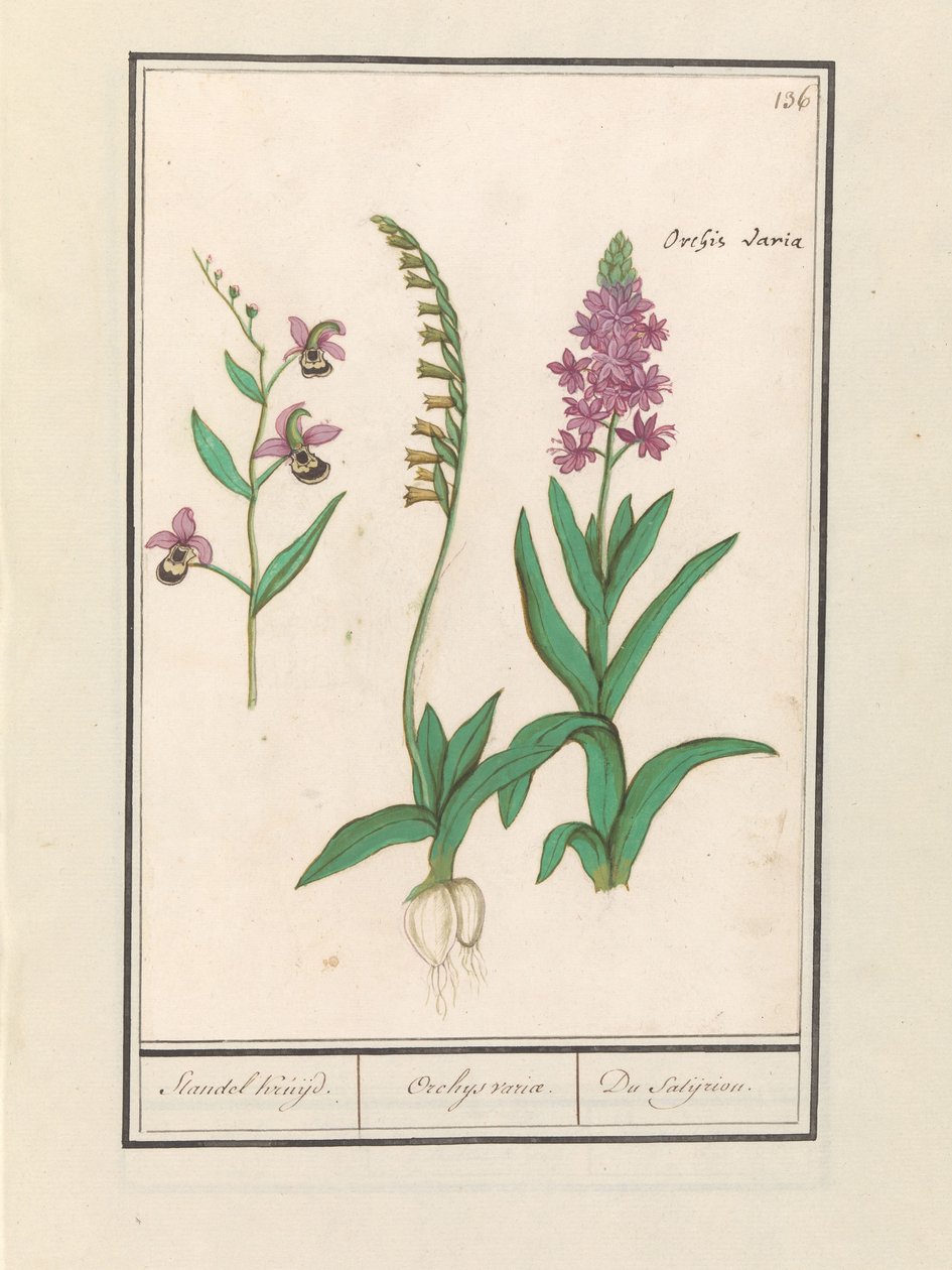 Orquídea (Orchidaceae)
Standel Kruijd. / Orchys variae. / Du Satijrion. (título en el objeto) de Anselmus Boëtius de Boodt