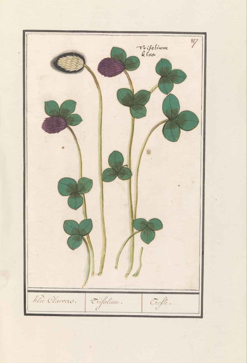 Trébol de vara (Trifolium pratense)
Clover Claevers. / Trifolium. / Trefle (título en el objeto) de Anselmus Boëtius de Boodt