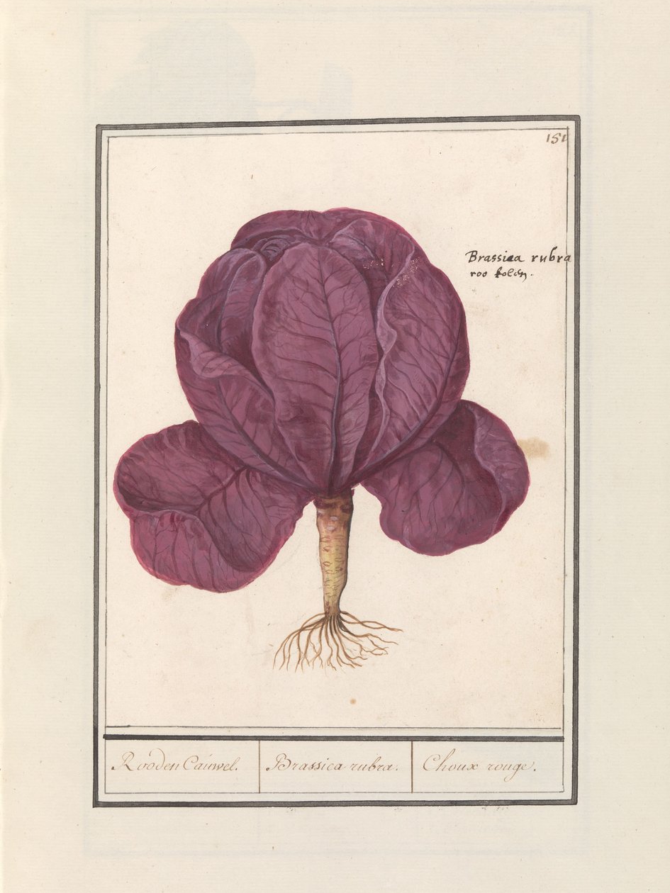 Coles de asno (Brassica oleracea convar. capitata var. rubra)
Rooden Cauwel. / Brassica rubra. / Choux rouge (título en el objeto) de Anselmus Boëtius de Boodt