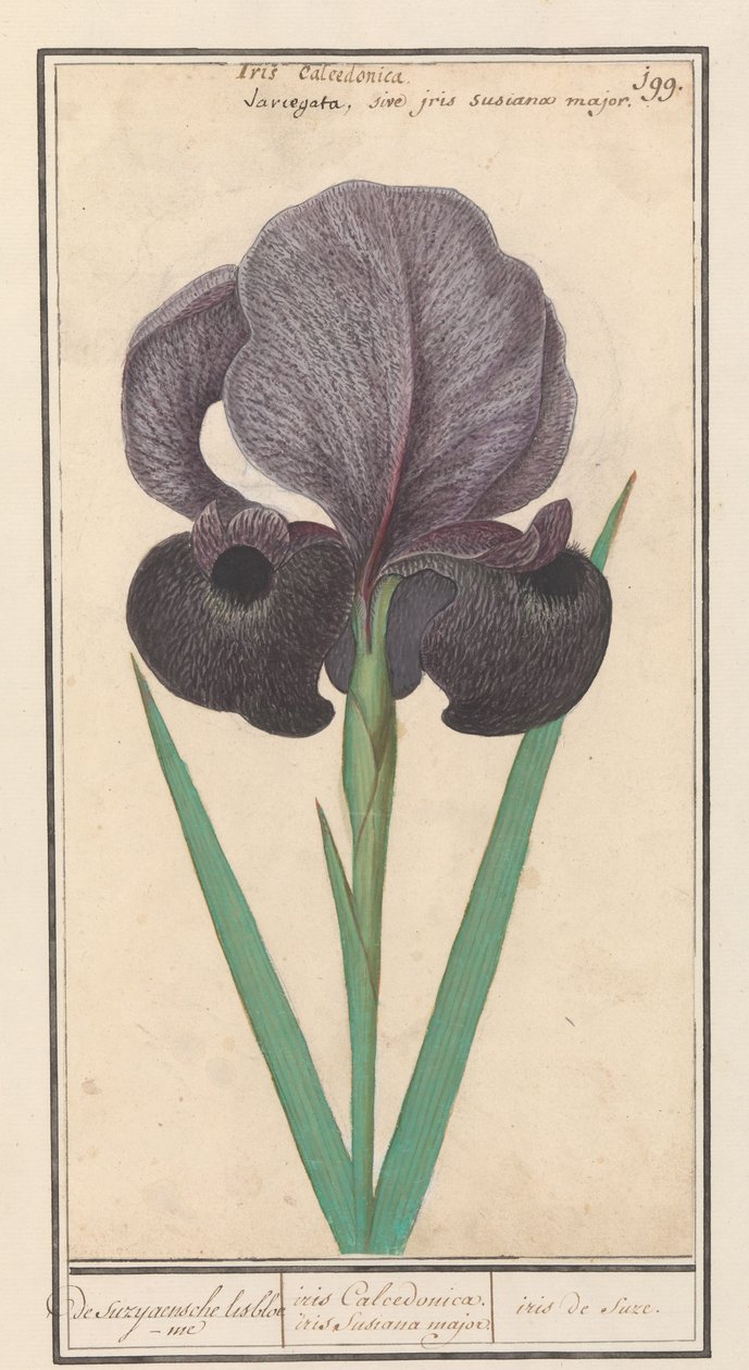 Lirio de luto (Iris susiana)
El lisbloeme suzyaensche / iris Calcedonica. iris Susiana major. / iris de suze. (título en el objeto) de Anselmus Boëtius de Boodt