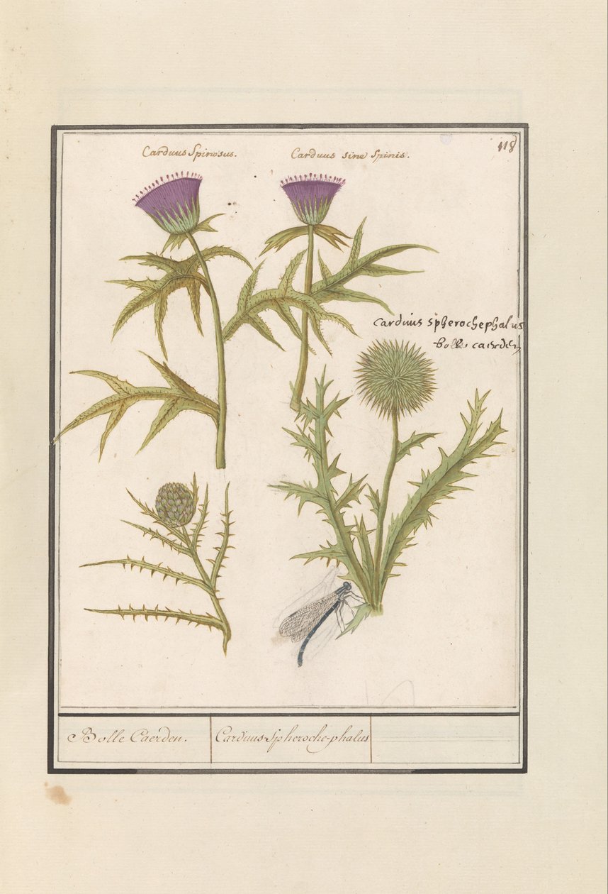 Cardo (Carduus) y Alcachofa (Cynara cardunculus)
Cardo (Carduus) y artisjok (Cynara cardunculus)
Bolle Caerden / Cardius Spheroche-phalus (título en el objeto) de Anselmus Boëtius de Boodt