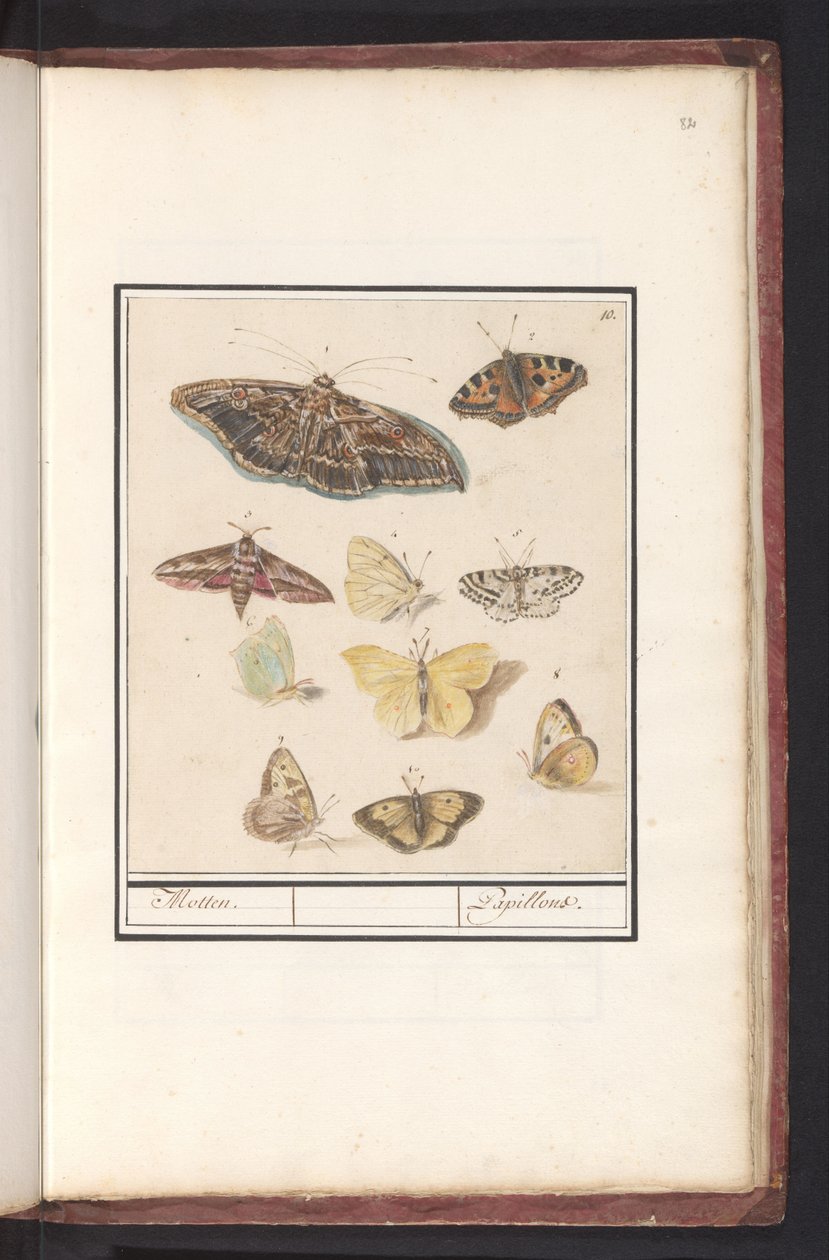 Mariposas y polillas
Polillas. / Papillons (título en el objeto) de Anselmus Boëtius de Boodt