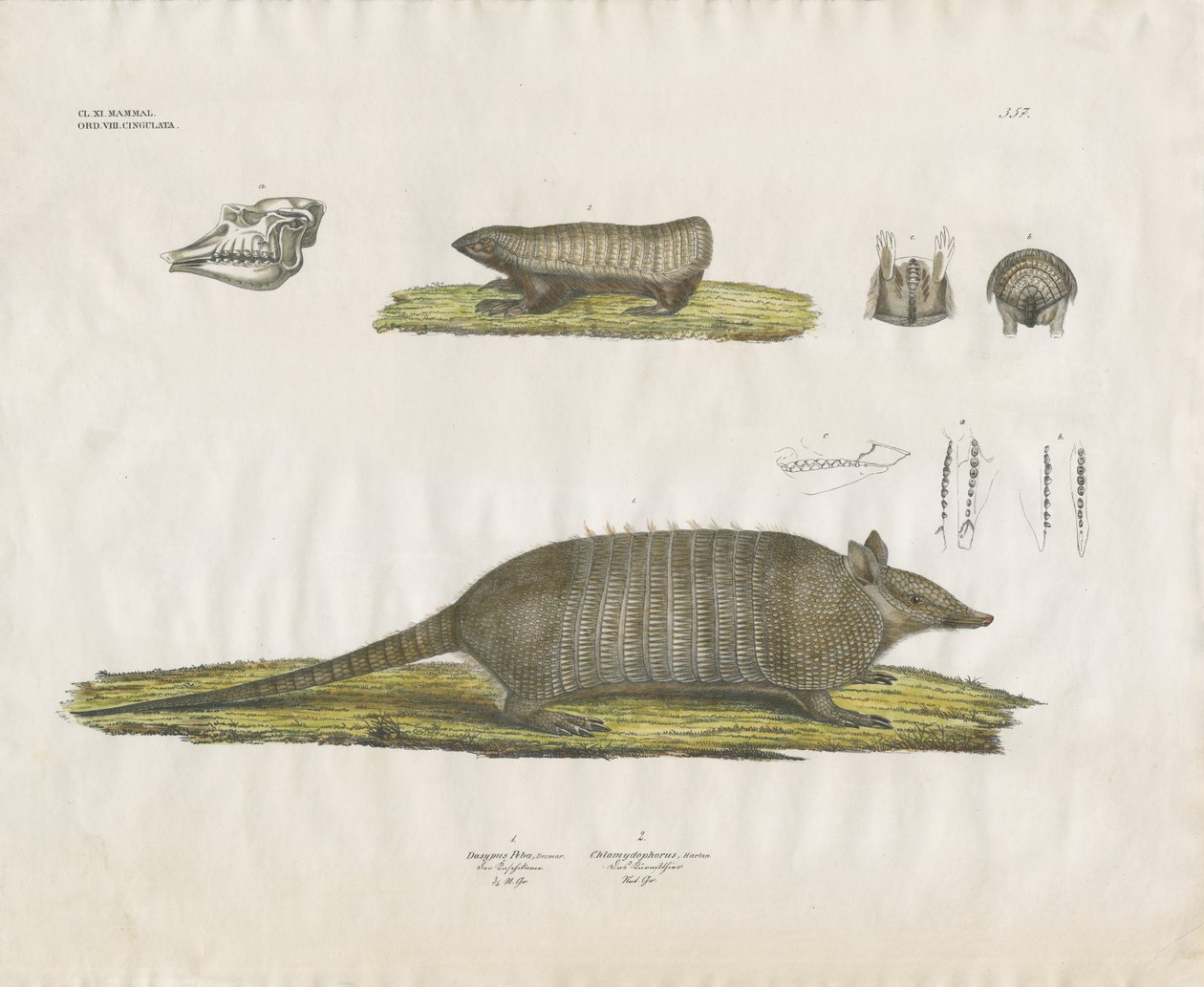 Armadillos con cráneo y estructuras dentales (litografía coloreada a mano) de Anstalt Arnz & Co.