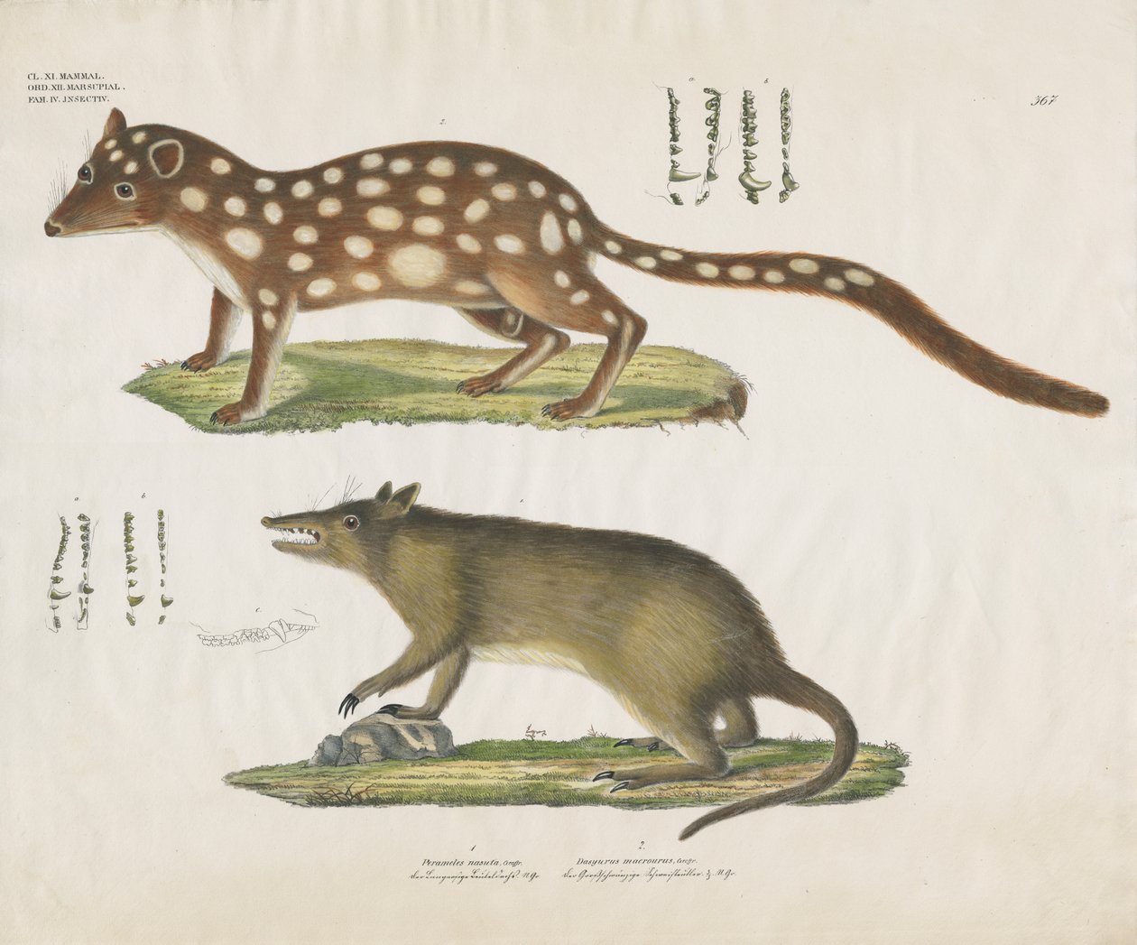 Marsupiales australianos con detalles anatómicos (litografía coloreada a mano) de Anstalt Arnz & Co.
