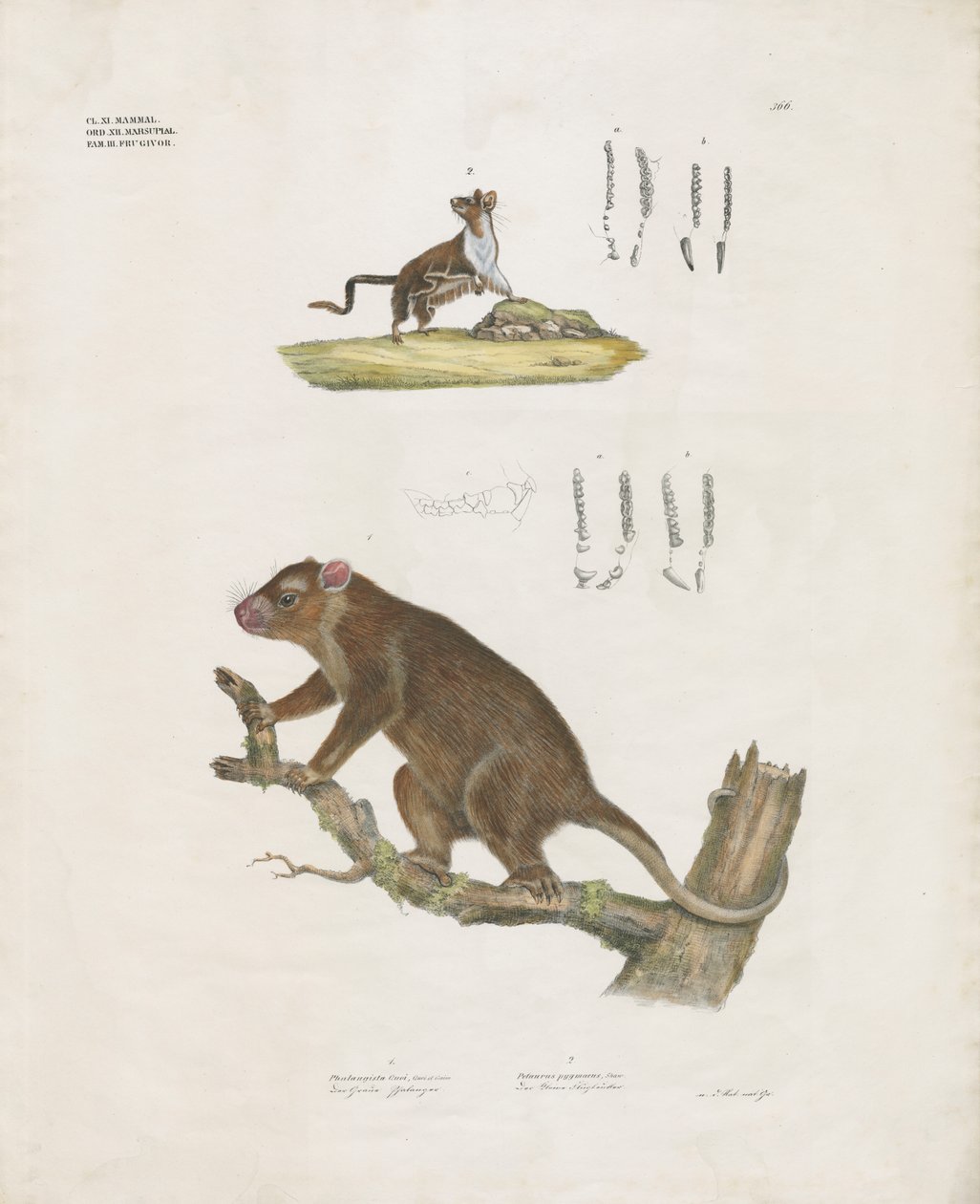 Marsupiales australianos con detalles dentales (litografía coloreada a mano) de Anstalt Arnz & Co.