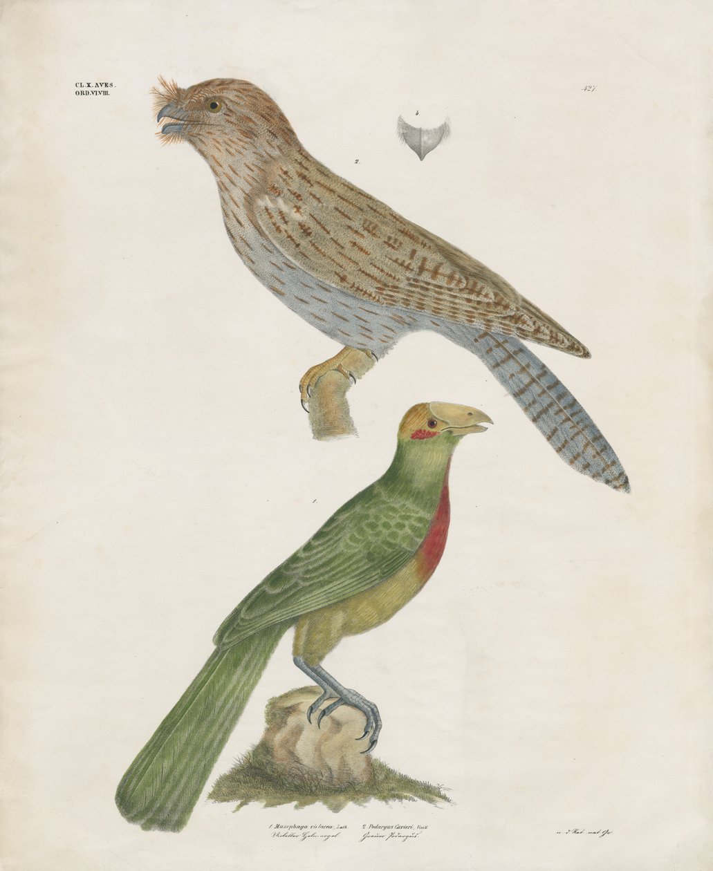 Barbet y Roller (litografía coloreada a mano) de Anstalt Arnz & Co.