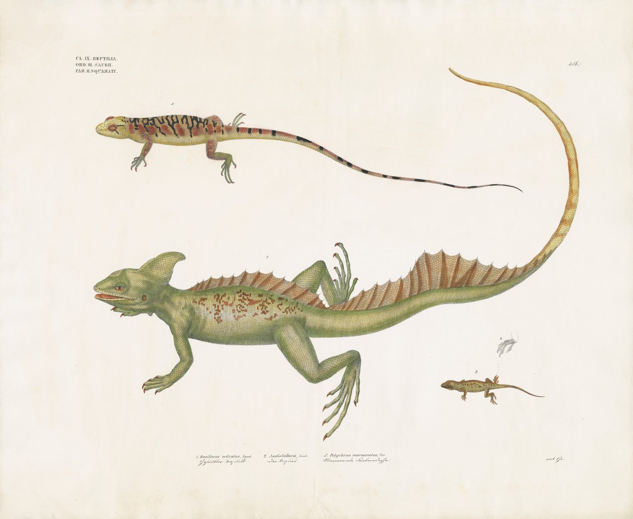 Basiliscos y pequeños lagartos con rasgos distintivos (litografía coloreada a mano) de Anstalt Arnz & Co.