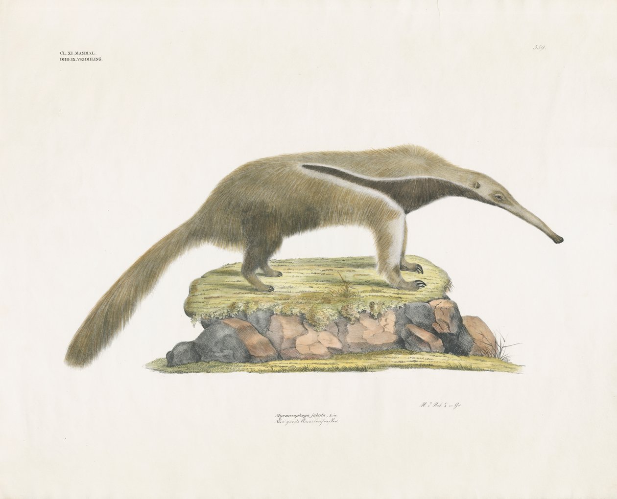 Oso hormiguero gigante en terreno rocoso (litografía coloreada a mano) de Anstalt Arnz & Co.