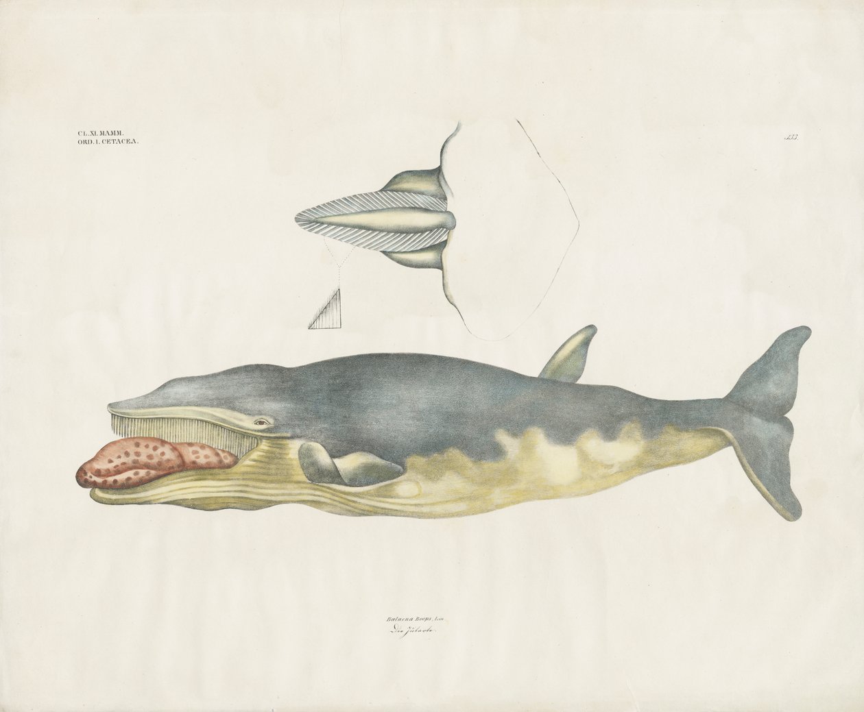 Ballena franca de Groenlandia con detalles anatómicos (litografía coloreada a mano) de Anstalt Arnz & Co.