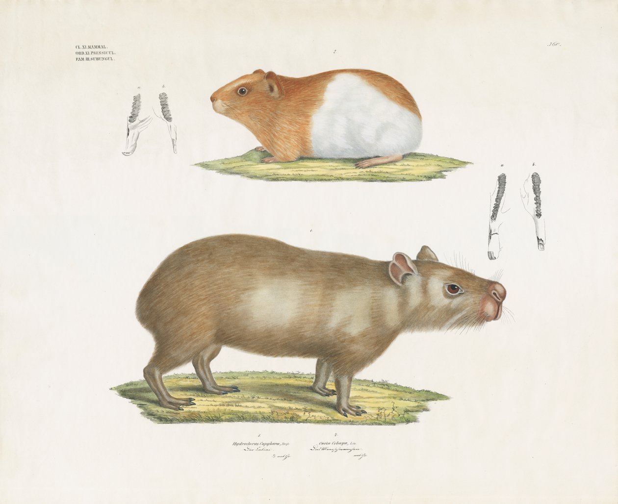 Cobayas y carpinchos con ilustraciones dentales (litografía coloreada a mano) de Anstalt Arnz & Co.