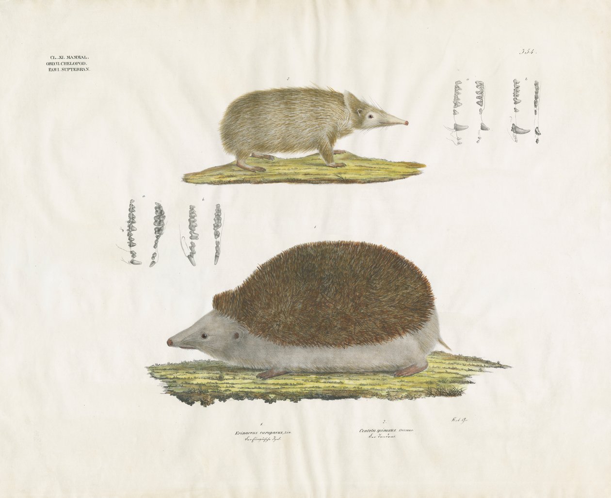 Erizo y tenrec con detalles anatómicos (litografía coloreada a mano) de Anstalt Arnz & Co.