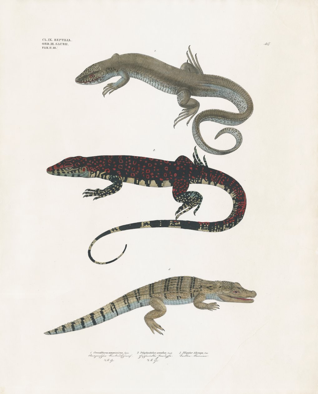 Lagarto monitor, lagarto venenoso y caimán de la clase de reptiles (litografía coloreada a mano) de Anstalt Arnz & Co.
