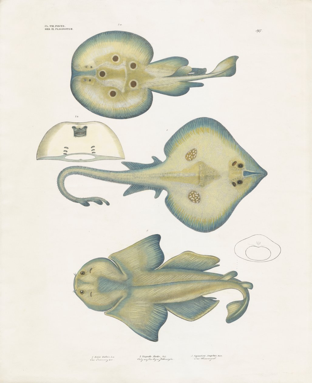 Especies de rayas del orden Rajiformes (litografía coloreada a mano) de Anstalt Arnz & Co.
