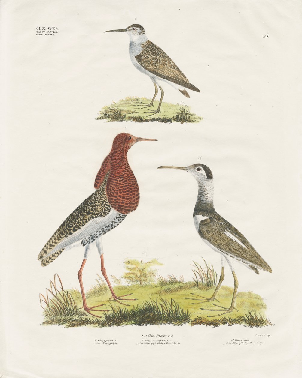 Correlimos y Ruff (litografía coloreada a mano) de Anstalt Arnz & Co.