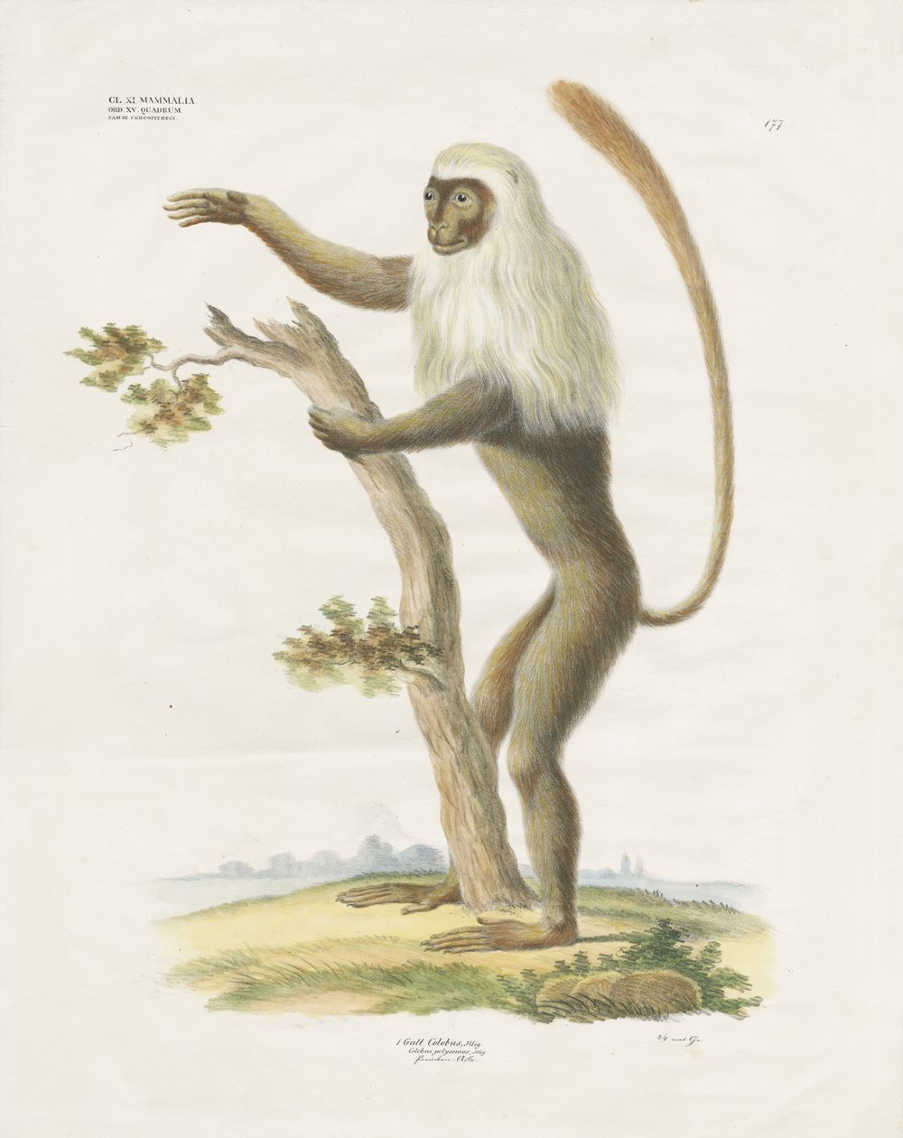 Lutung plateado en un árbol (litografía coloreada a mano) de Anstalt Arnz & Co.