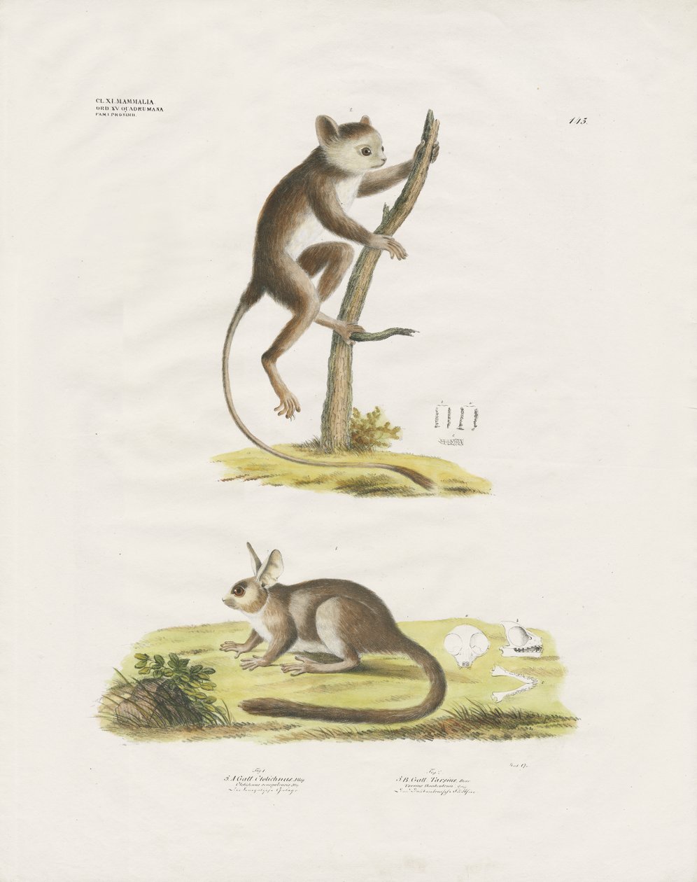 Pequeños mamíferos de la familia de los roedores (litografía coloreada a mano) de Anstalt Arnz & Co.