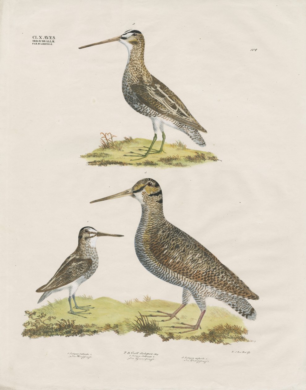 Especies de agachadizas (litografía coloreada a mano) de Anstalt Arnz & Co.
