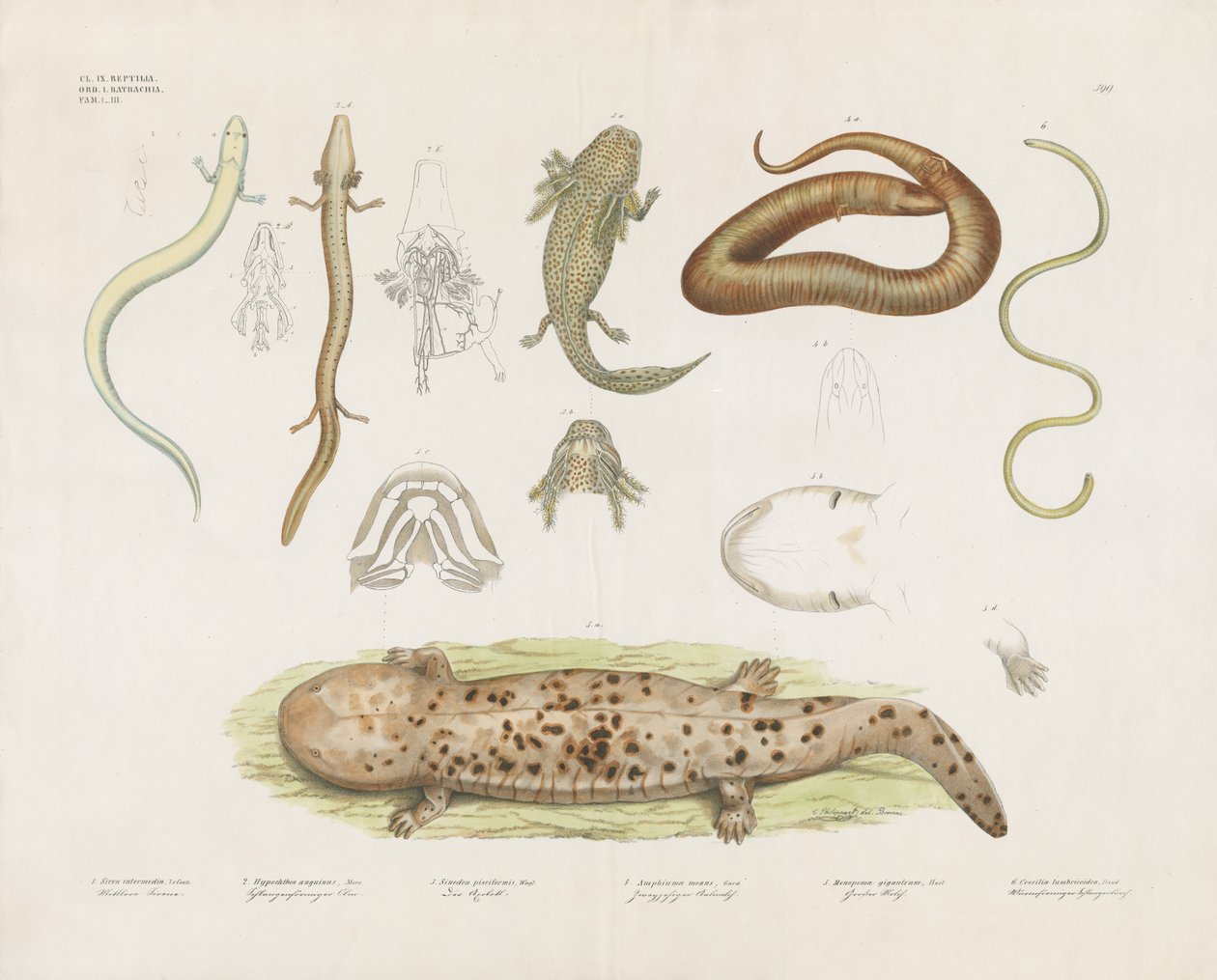 Anfibios diversos y estudios anatómicos (litografía coloreada a mano) de Anstalt Arnz & Co.