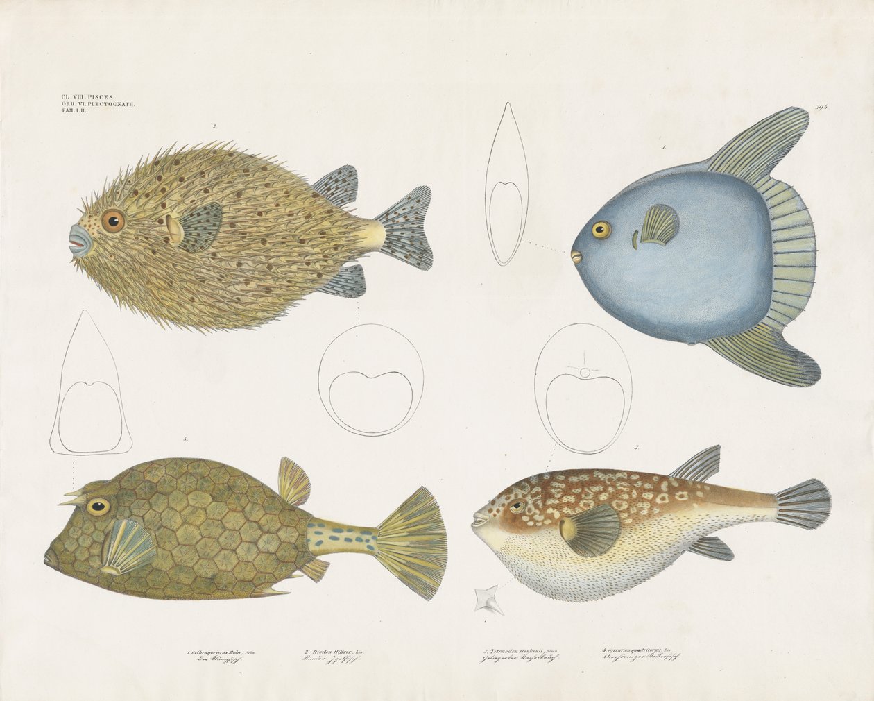 Varias especies de peces globo y sus características anatómicas (litografía coloreada a mano) de Anstalt Arnz & Co.
