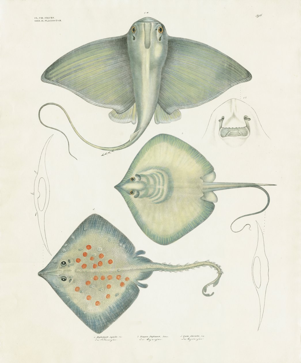 Varias especies de rayas con detalles anatómicos (litografía coloreada a mano) de Anstalt Arnz & Co.