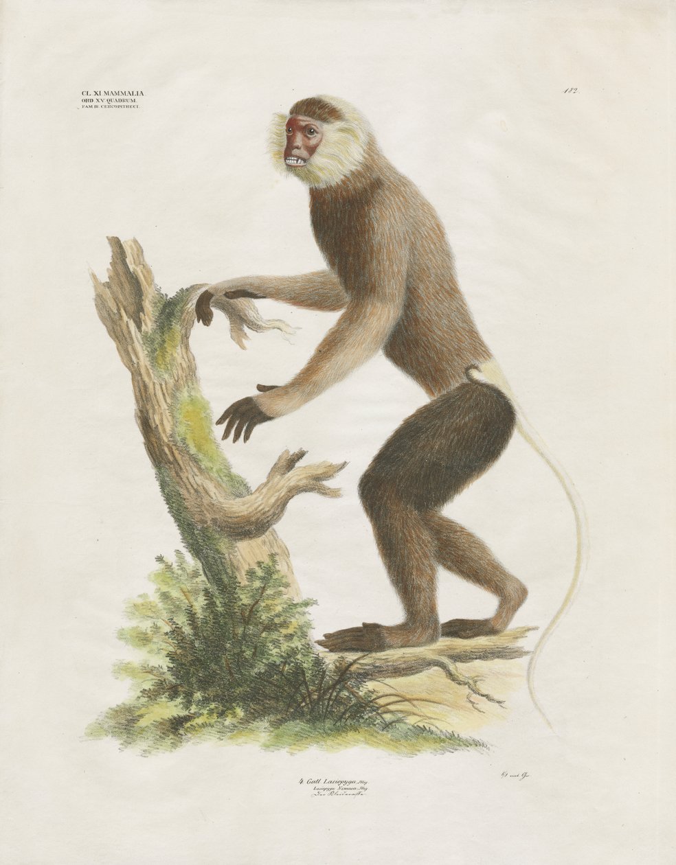 Capuchino cariblanco en el tronco de un árbol (litografía coloreada a mano) de Anstalt Arnz & Co.