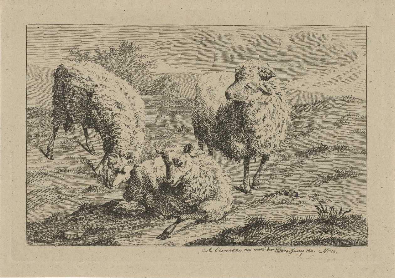 tres ovejas Estudios de vacas, ovejas y cabras (título de la serie) de Anthony Oberman