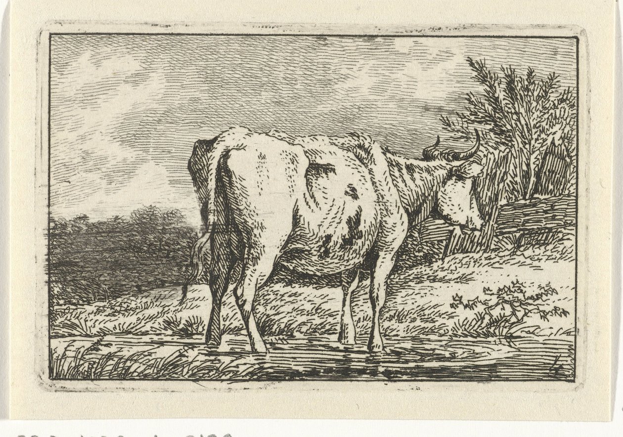 Vaca de pie en un charco Vacas (título de la serie) de Anthony Oberman
