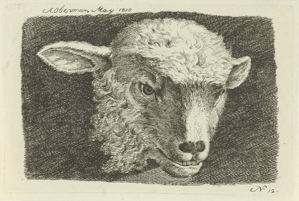 cabeza de cordero Estudios de vacas, ovejas y cabras (título de la serie) de Anthony Oberman