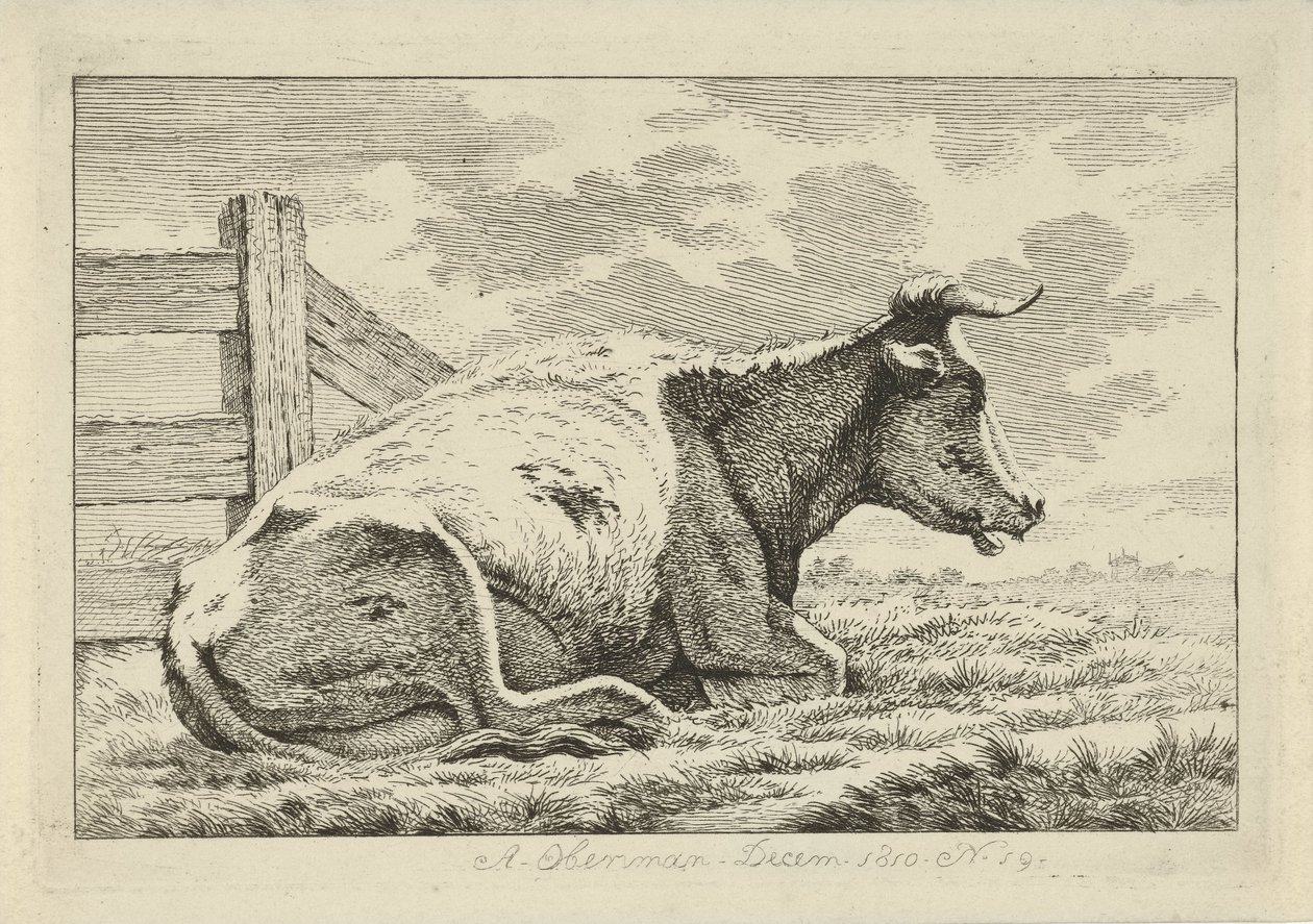 Vaca tumbada junto a una valla Estudios de vacas, ovejas y cabras (título de la serie) de Anthony Oberman