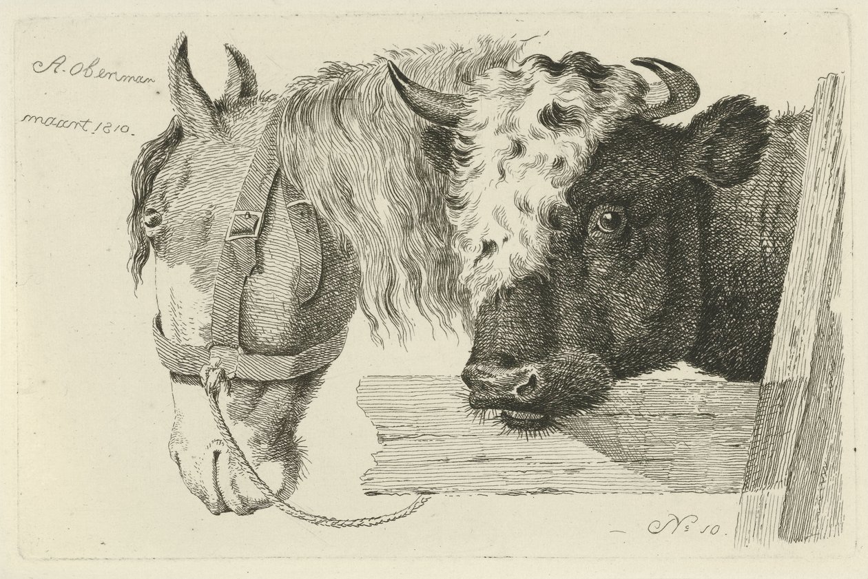 Cabeza de caballo y cabeza de toro Estudios de vacas, ovejas y cabras (título de la serie) de Anthony Oberman