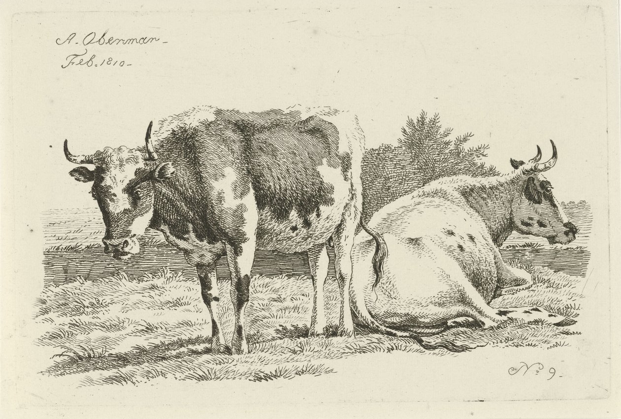 Vaca de pie y tumbada Estudios de vacas, ovejas y cabras (título de la serie) de Anthony Oberman