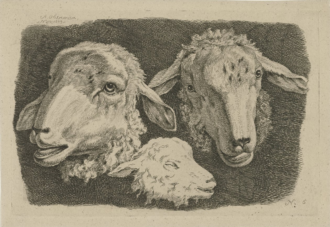 Dos cabezas de oveja y una cabeza de cordero. Estudios de vacas, ovejas y cabras (título de la serie) de Anthony Oberman