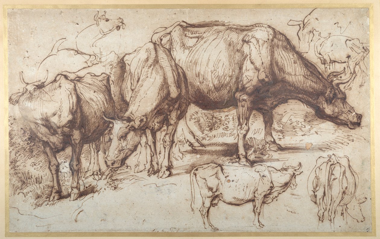 Ganado en pasto, c.1618-20 de Anthony van Dyck