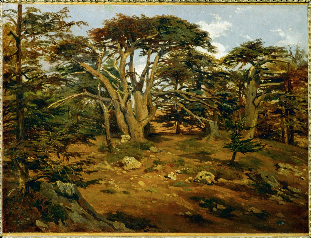 Les vieux cedres sur le Mont Liban - Viejos cedros en la cordillera del Líbano ... de Antoine Alphonse Montfort