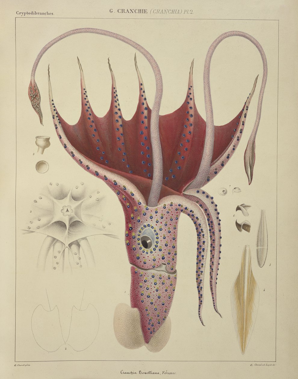 Calamar, Pl.2 de 