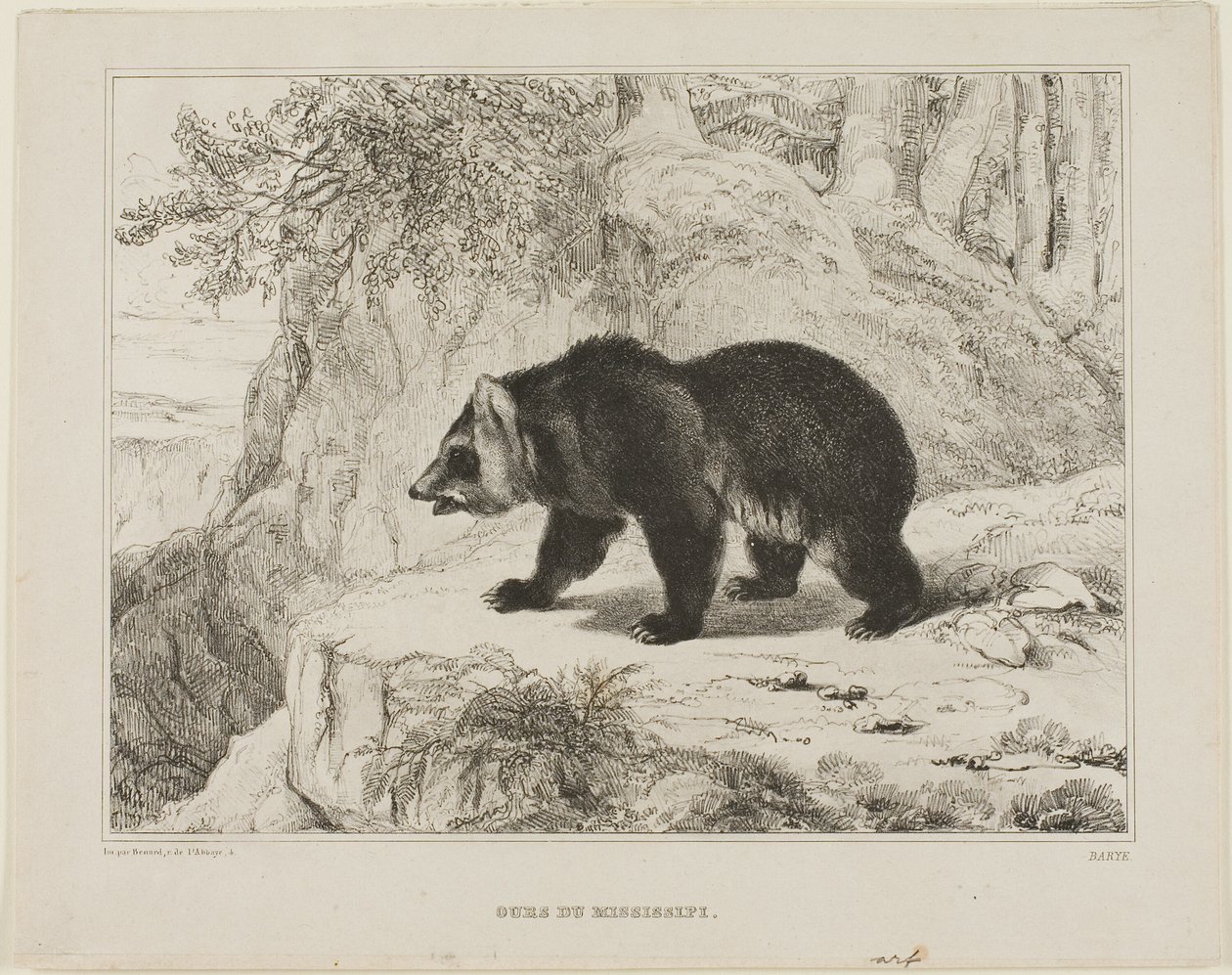 Oso del Mississippi de Antoine Louis Barye
