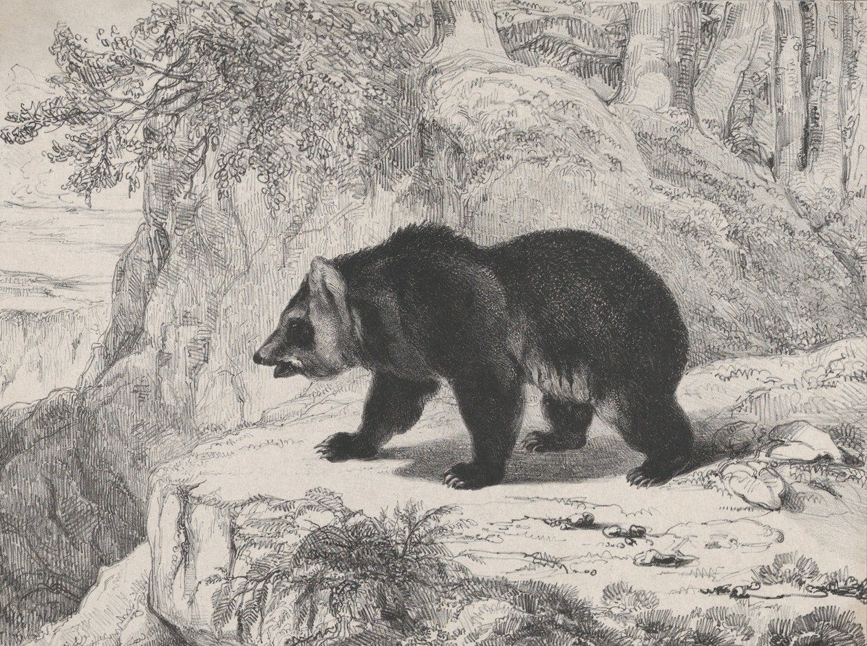 Oso de Mississippi, 1836 de Antoine Louis Barye