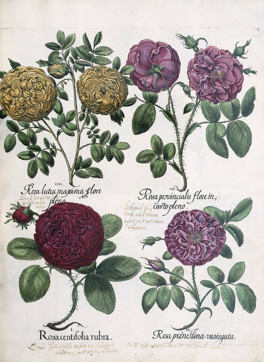 Cuatro tipos de rosas, 1613 de Antoine Pesne